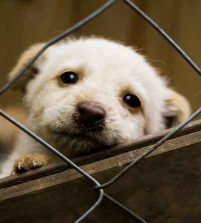 Fundraising Campaign